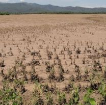 Peligra la producción de maíz y soja en Salta por la sequía y la ola de robos