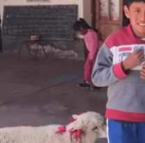 Changuito cayó a clases con una oveja y fue furor: "Mi mamá salió y me la traje"