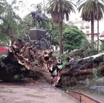 Tras las fuertes lluvias en Salta, un árbol gigante cayó en la Plaza 9 de Julio