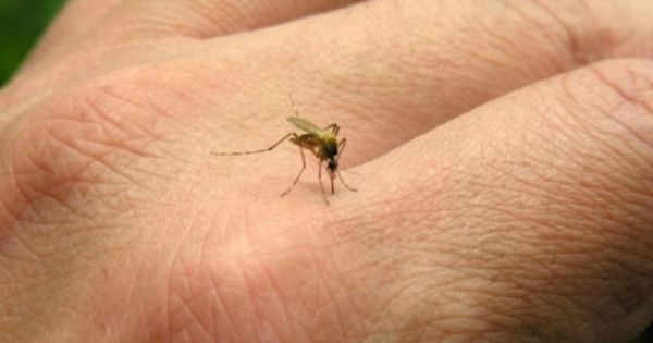 Aumento dei casi di dengue a Salta: raccomandazioni del Ministero della Salute