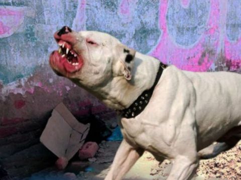 Revelan cuáles son las 8 razas de perro más peligrosas en el mundo - Que Pasa