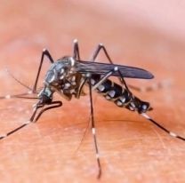 Hasta el momento se confirmaron 171 casos de dengue en Salta