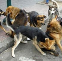 En Salta, es brutal la cifra de niños que se atienden por mordedura de perros